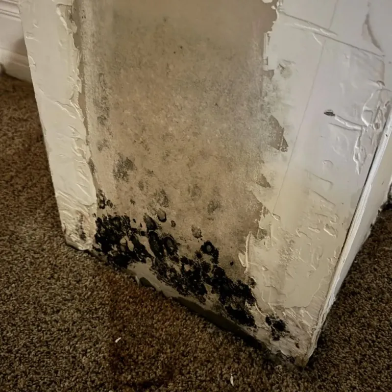 Professional Mold Removal in Yarmouth, ME